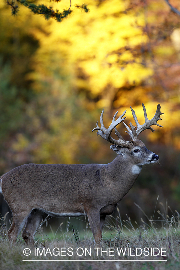 White-tailed buck in habitat. 