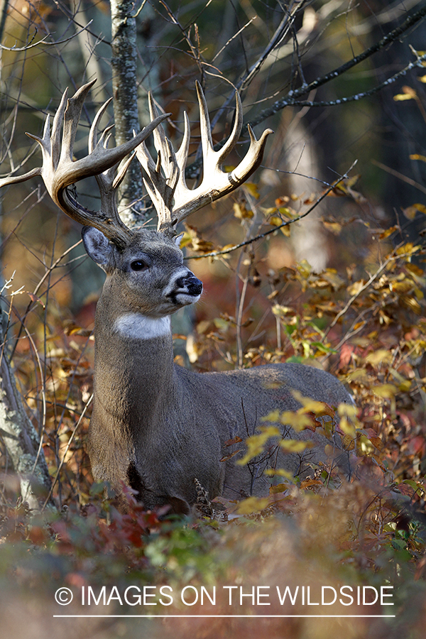 White-tailed buck in habitat. 