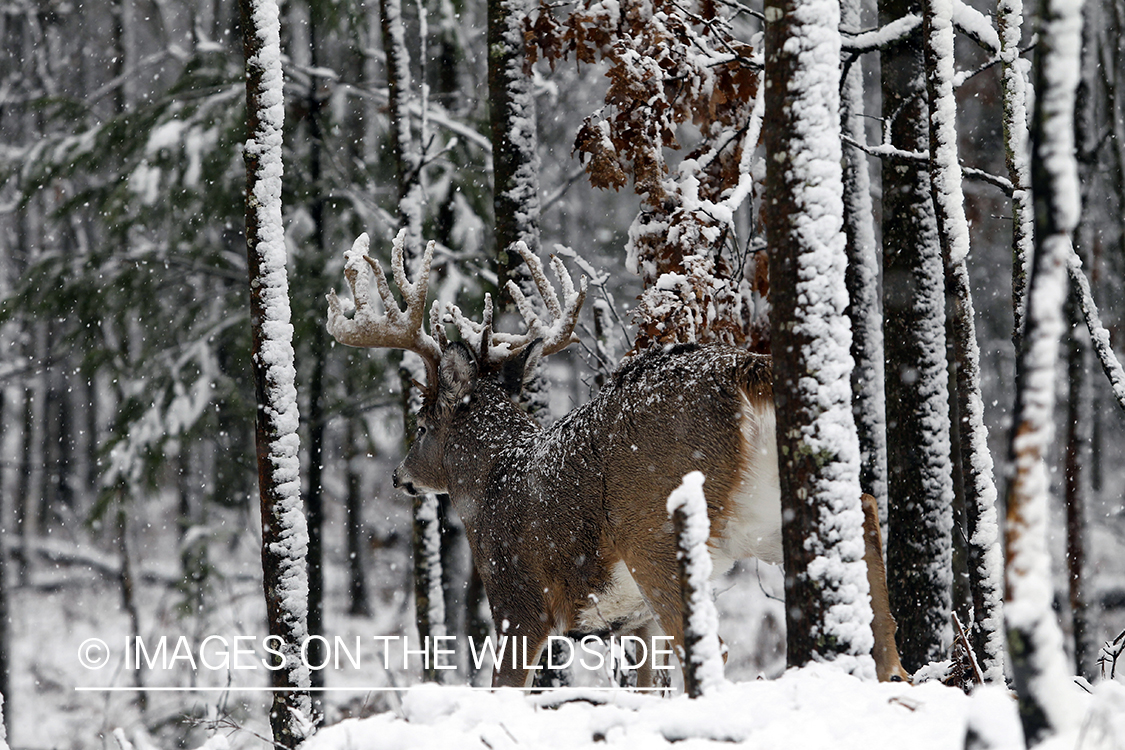 White-tailed buck in winter.  