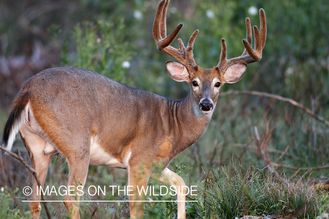 White-tailed buck in habitat.