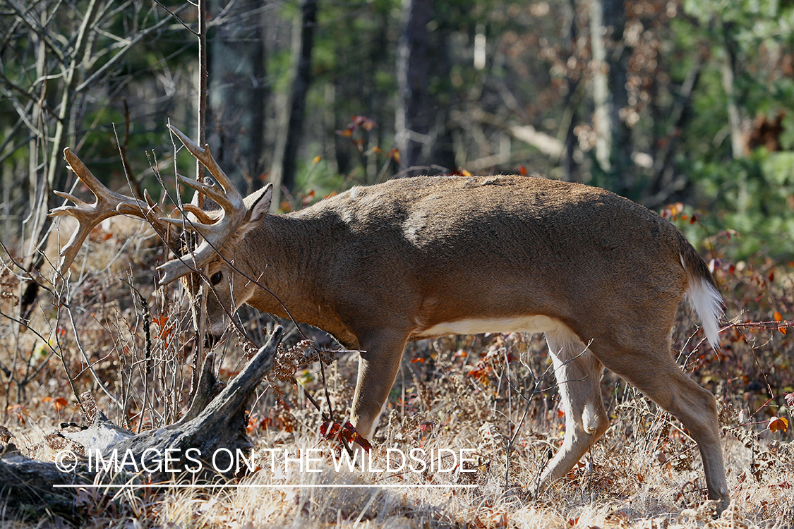 White-tailed buck making rub.