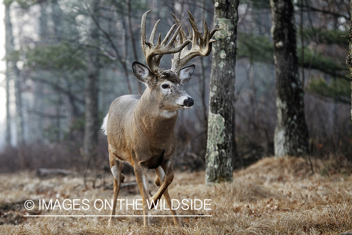 White-tailed buck in habitat.