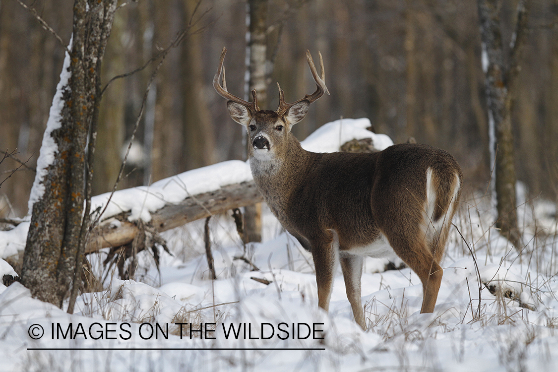 White-tailed buck in winter habitat.