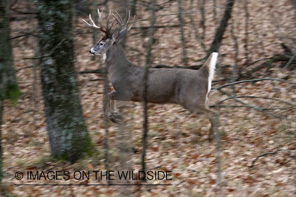 White-tailed buck fleeing.