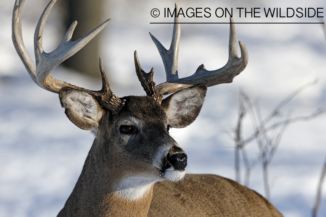 White-tailed buck in winter habitat.