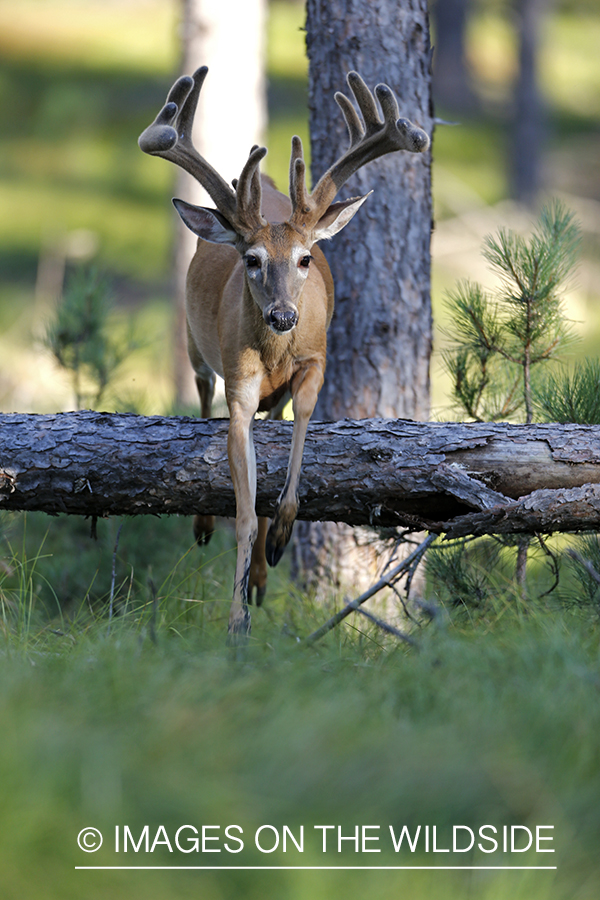 White-tailed buck in habitat.