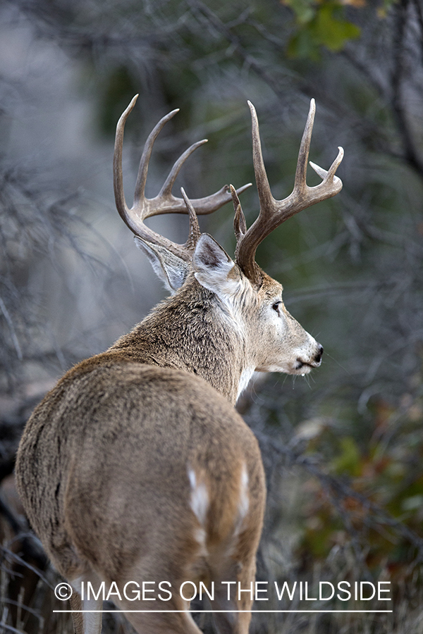 White-tailed buck in habitat. 