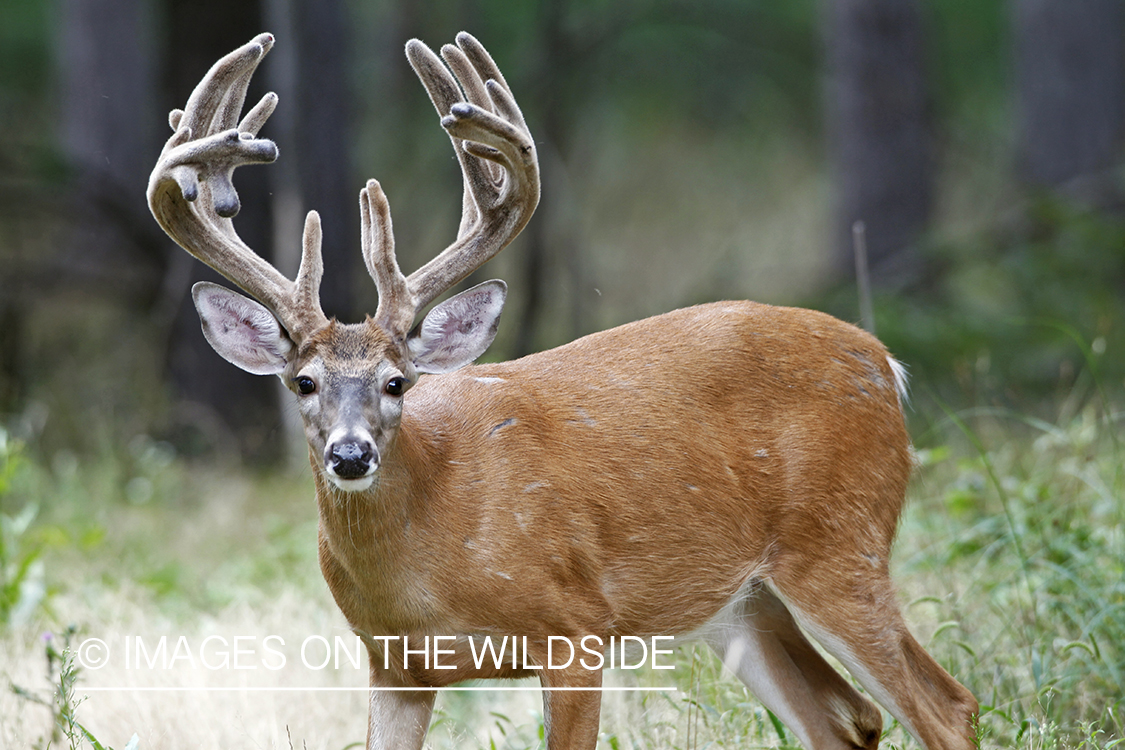 White-tailed buck in velvet.