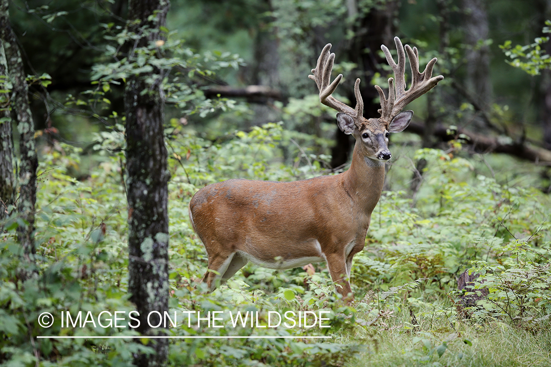 White-tailed buck in velvet.