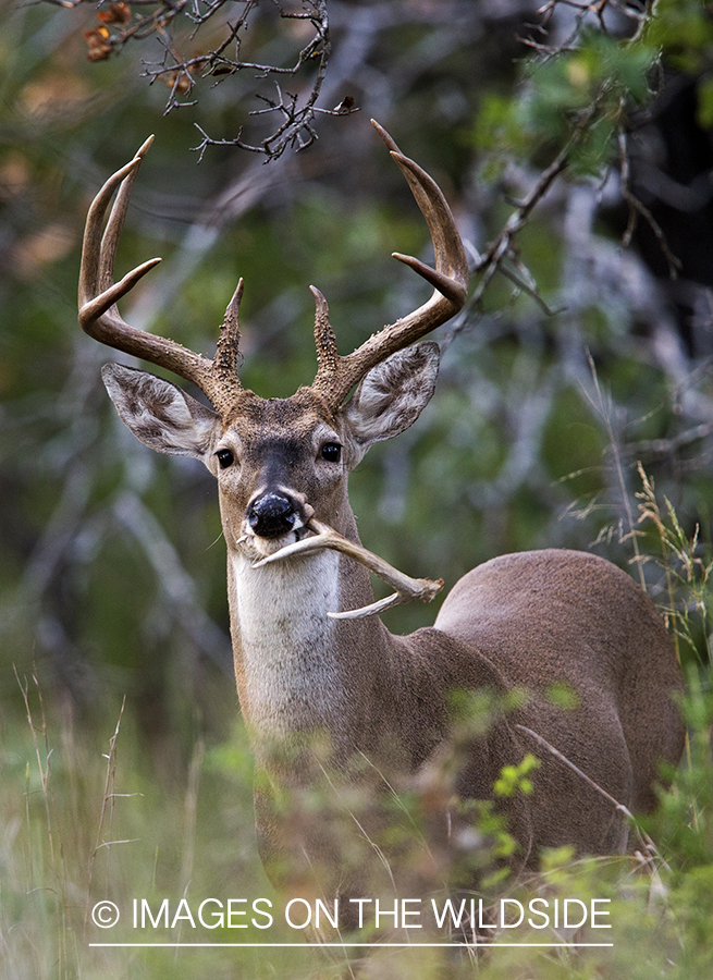 White-tailed buck mouthing small deer antler.