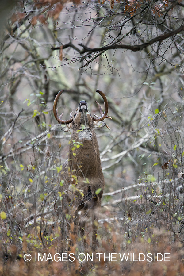 White-tailed buck in rut.