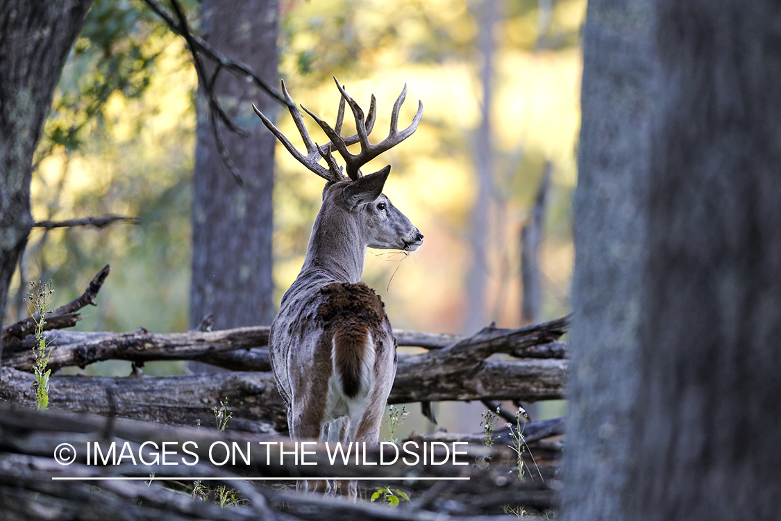 White-tailed buck in habitat.