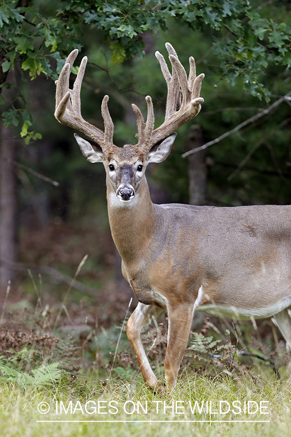 White-tailed buck in habitat.