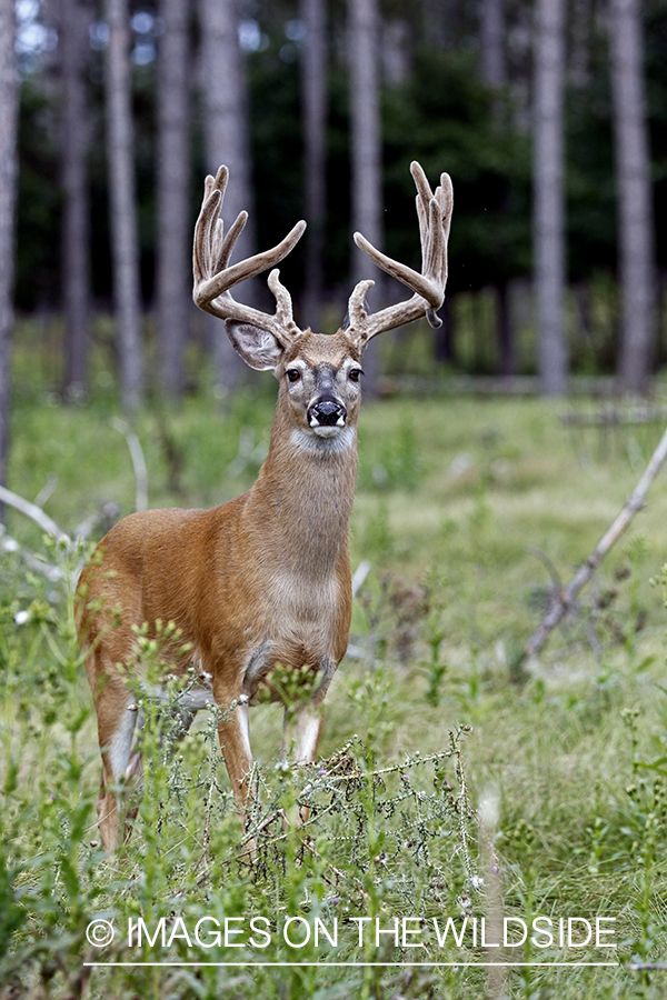 White-tailed Buck in Velvet.