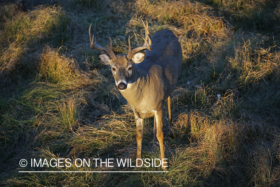 White-tailed buck photographed from tree stand.