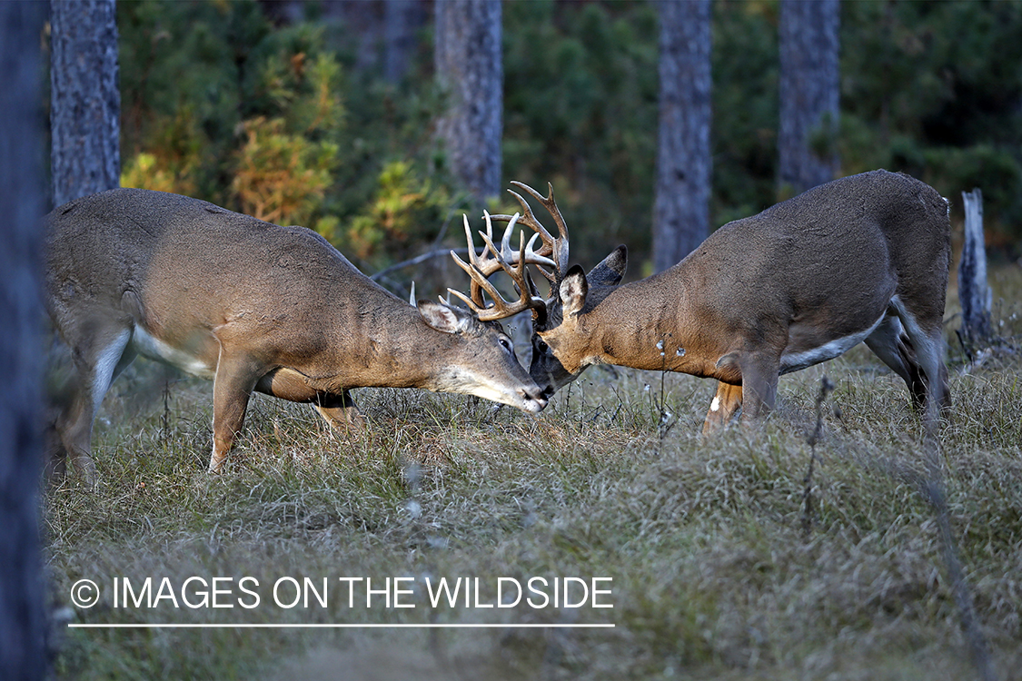 Two white-tailed bucks sparring.