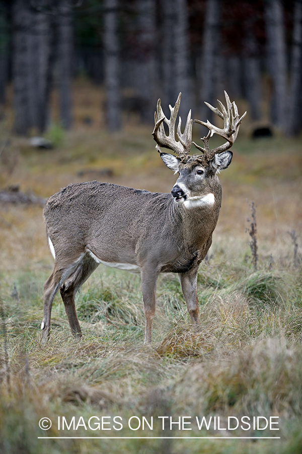 White-tailed buck in woods.