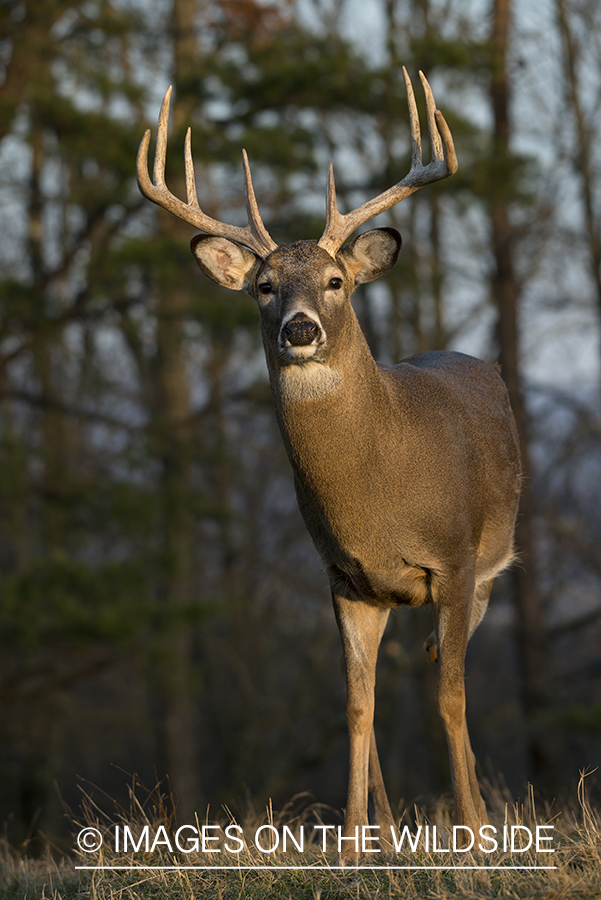 Whitetailed buck in habitat.