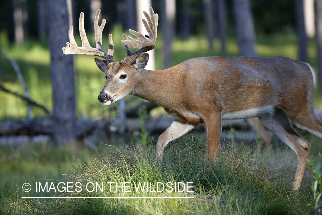 White-tailed buck in velvet.