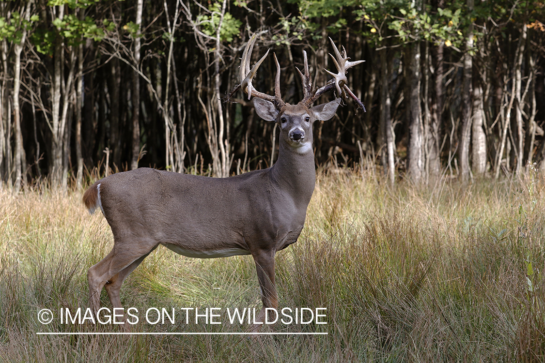 White-tailed buck in field.