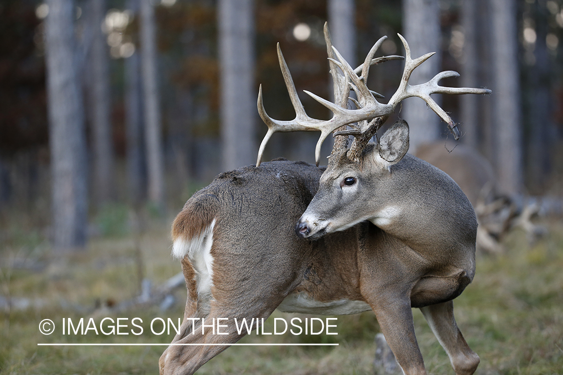 White-tailed buck in field.