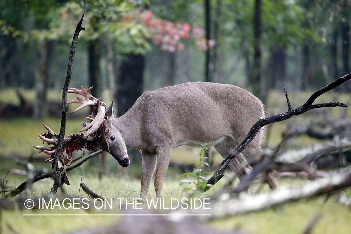 White-tailed buck scraping.