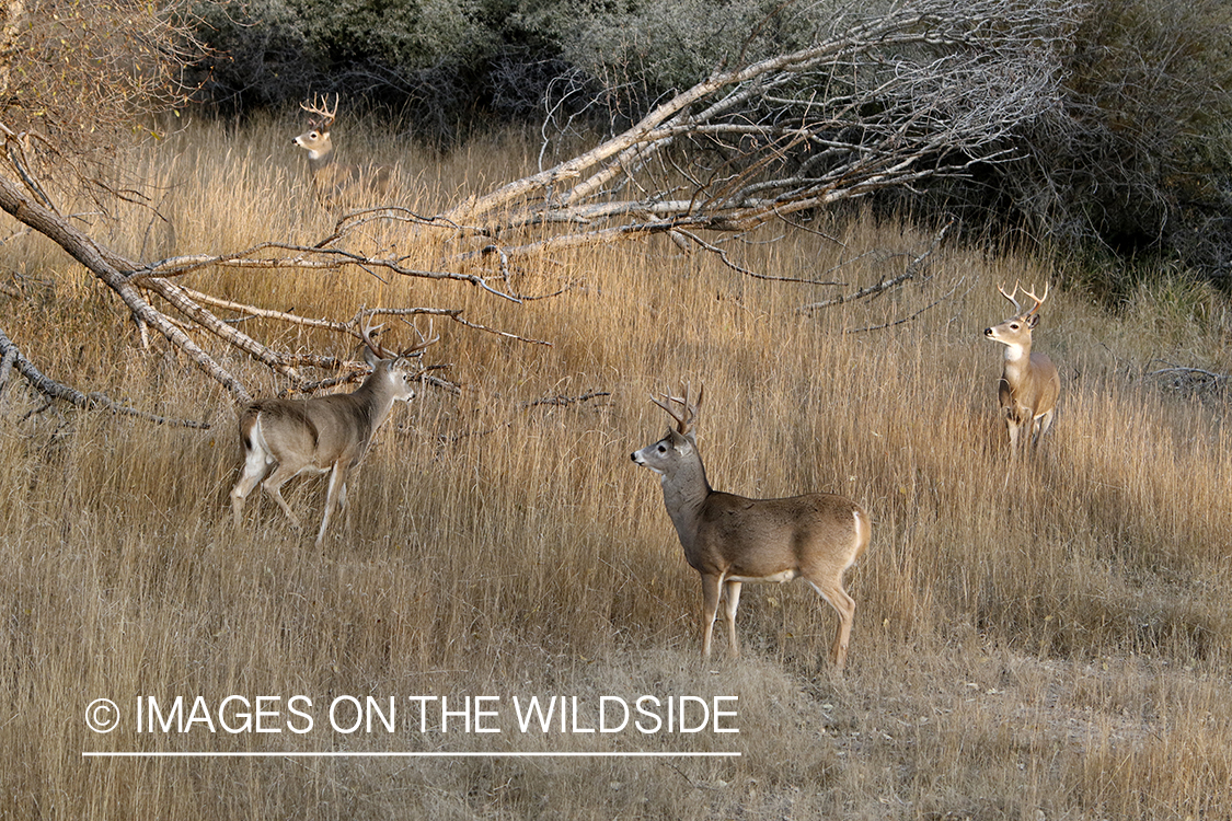 White-tailed bucks in field.