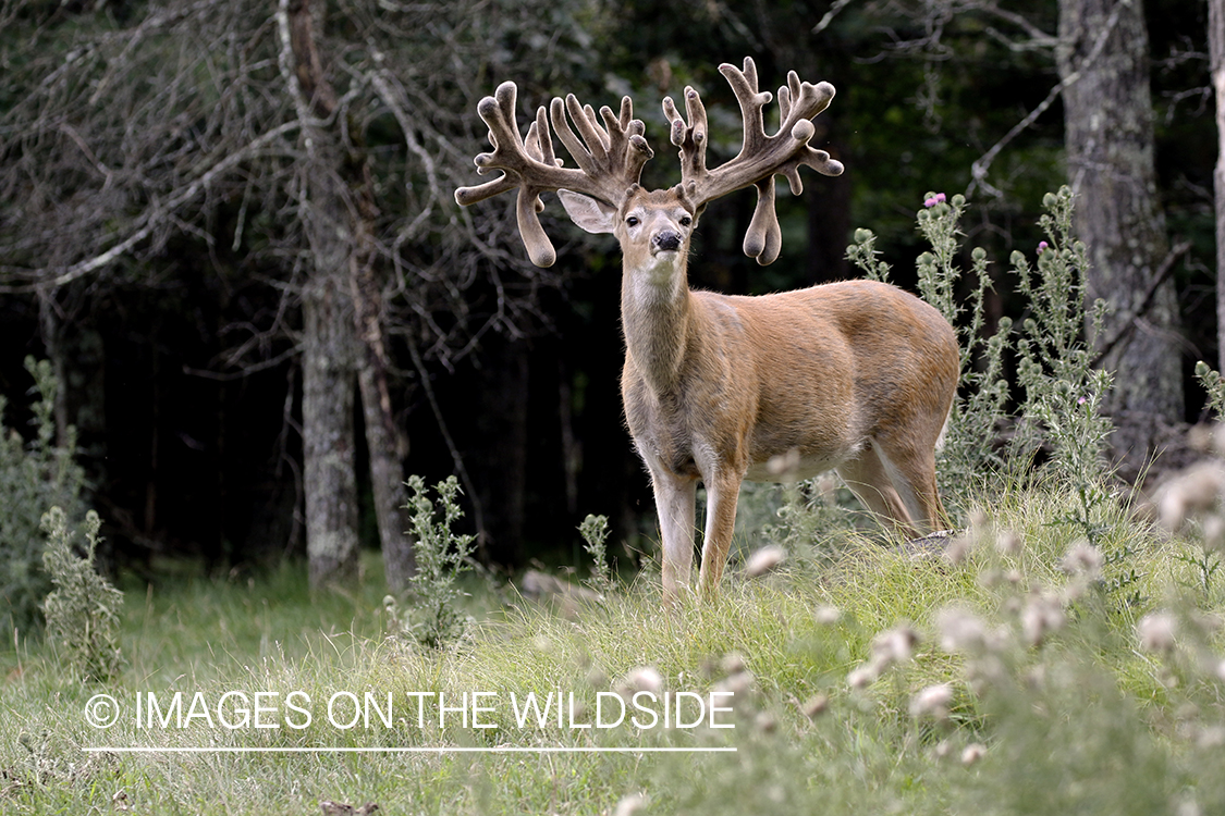 White-tailed buck in Velvet.