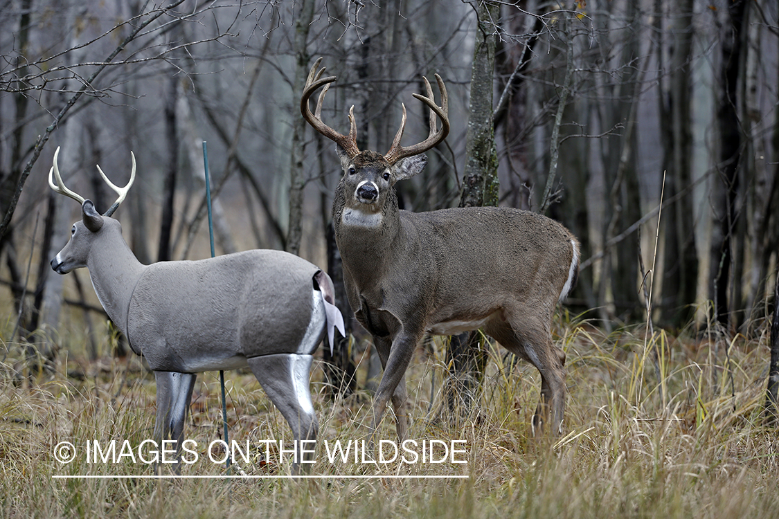 White-tailed buck confronting deer decoy.