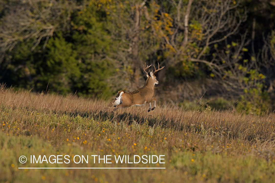 White-tailed buck running through field.