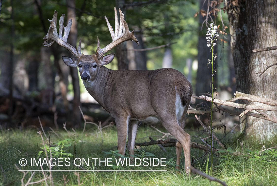 White-tailed buck in the Rut.