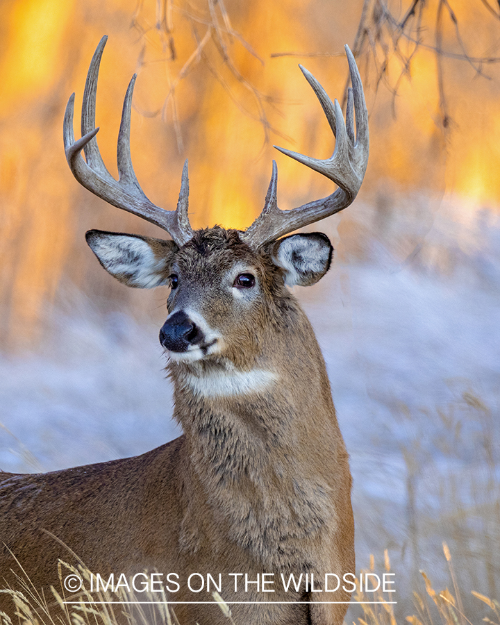 White-tailed buck in field.