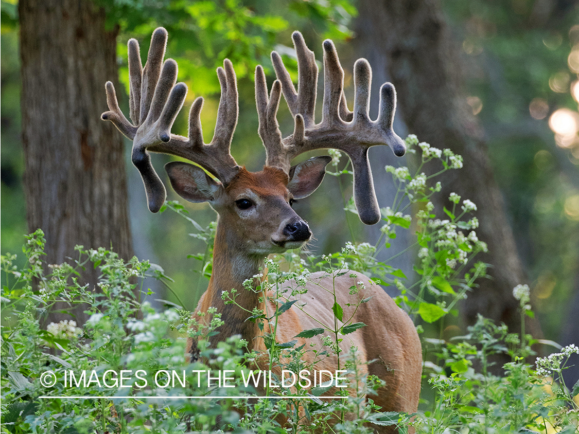 White-tailed deer in velvet.