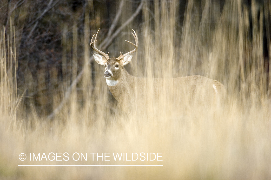 White-tailed buck in meadow.