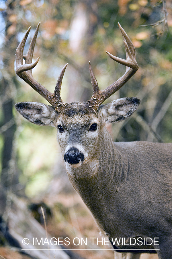 White-tailed deer in habitat