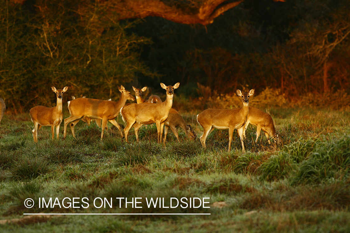 White-tailed does in field