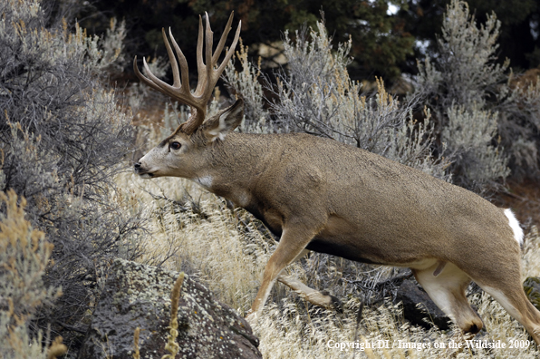 Mule Buck in rut.