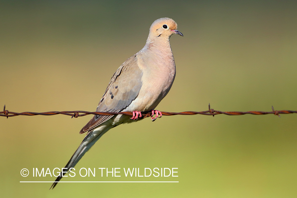 Mourning Dove on fence wire.