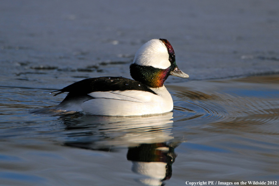 Bufflehead. 