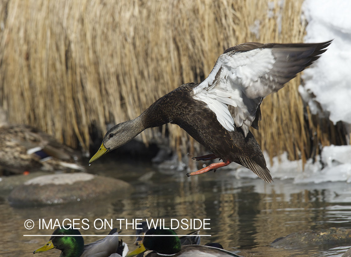 Black duck landing with mallard ducks.