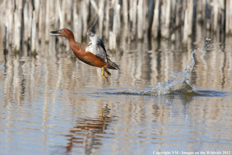 Cinnamon Teal taking flight. 