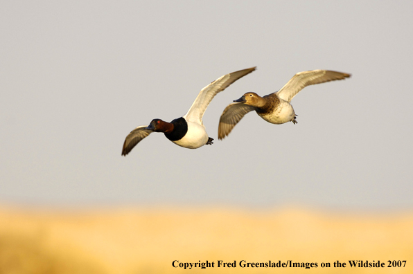 Canvasback duck