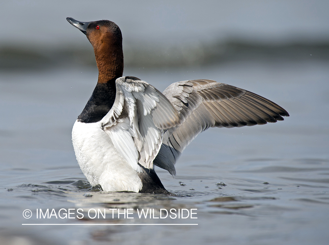 Canvasback with wings splayed.