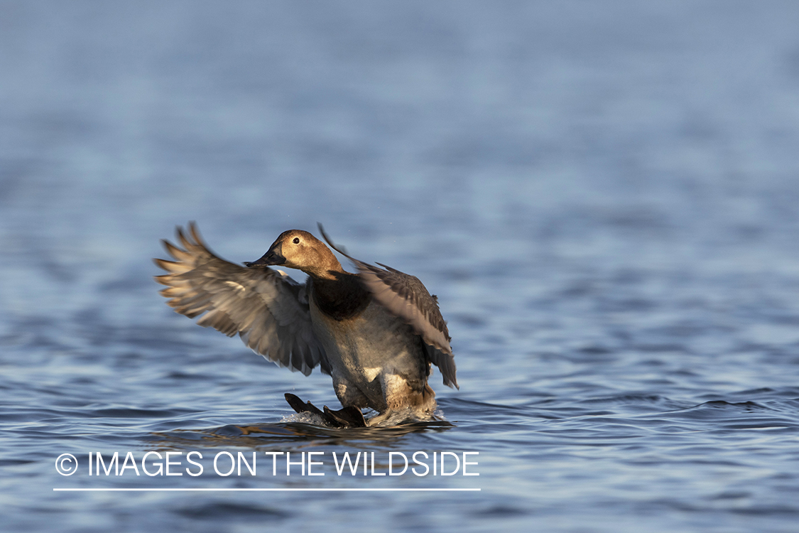 Canvasback hen in flight.