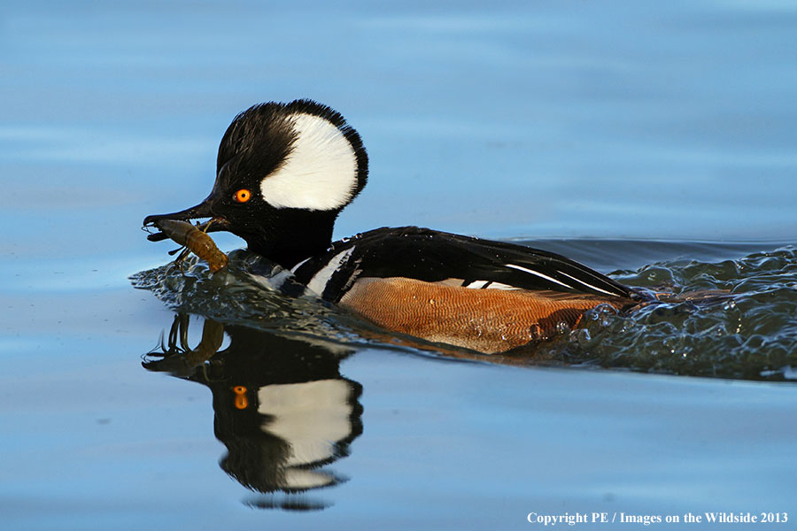 Hooded Merganser duck in habitat.