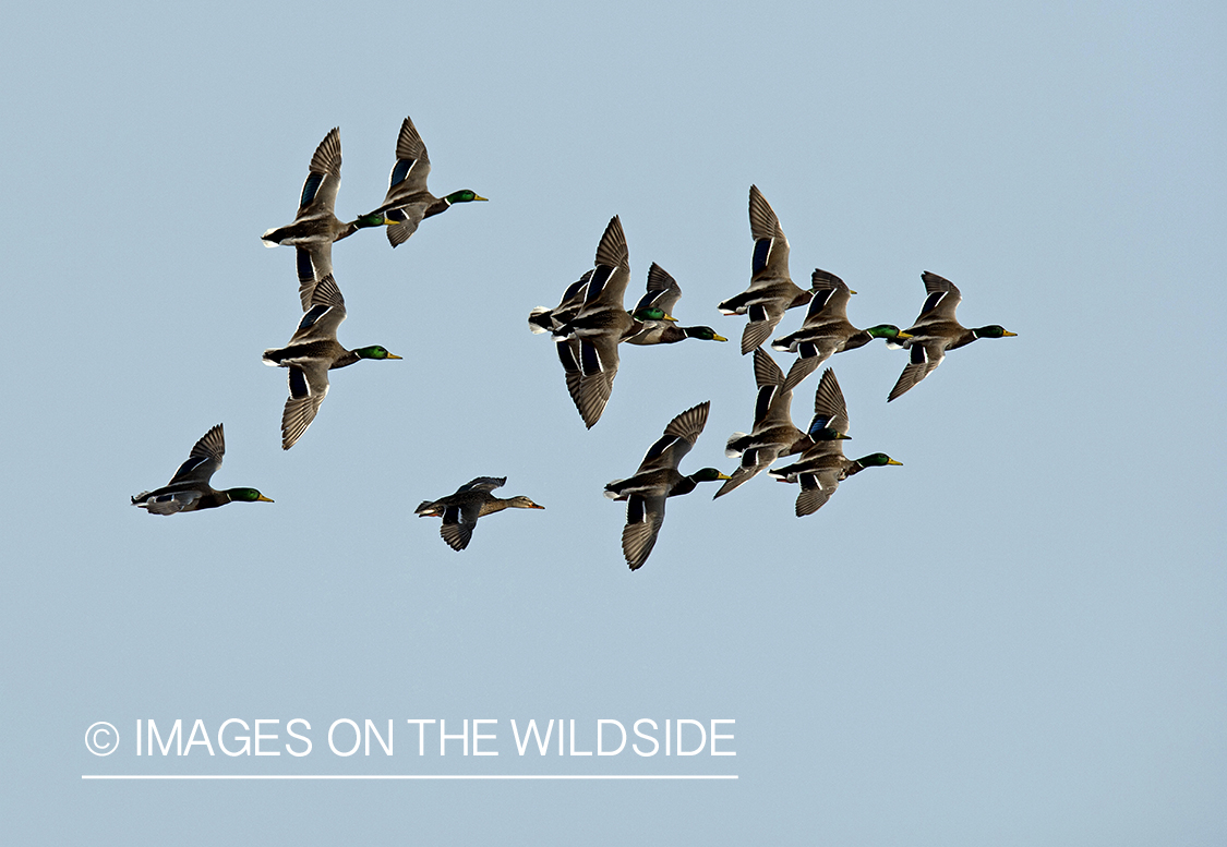 Mallard ducks in flight.