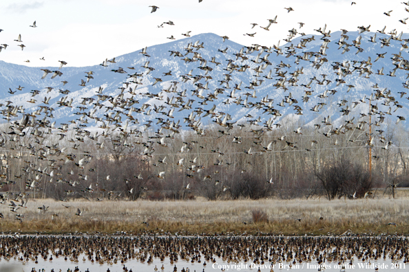 Large flock of mallards at Manhattan, Montana roadside refuge. 