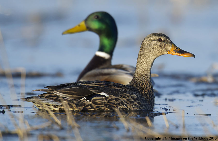 Mallards in habitat.