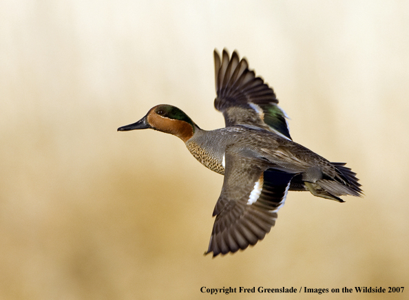 Green-winged teal in habitat