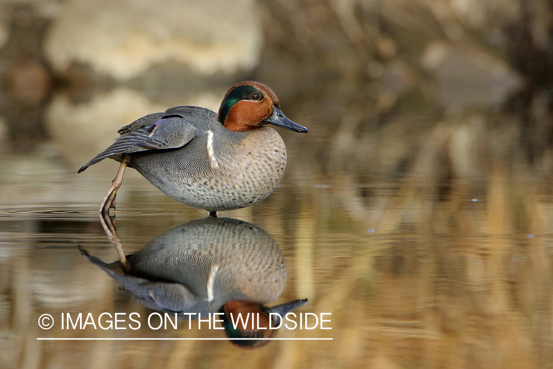 Green-winged Teal on water.